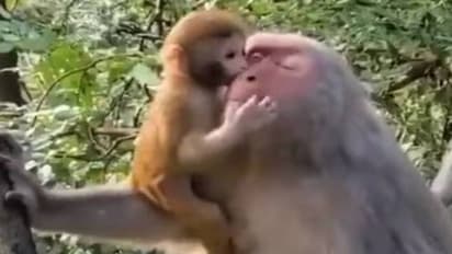 monkey monkey