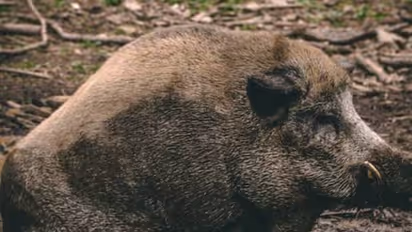 Farmers and forest officers killed pig