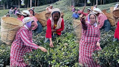 Mamata Banerjee wears Pahariya dress at Makaibari and takes tea watch video bsm