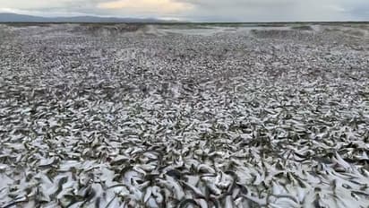 Mysterious death of thousands of fish video of Japanese beach horror goes viral bsm