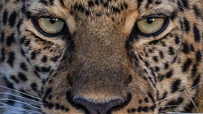 leopard