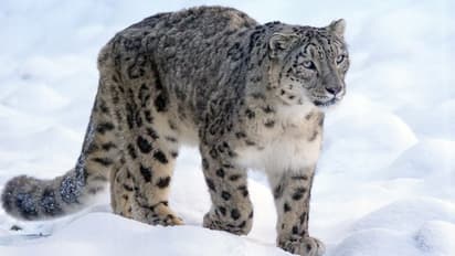 Snow leopards number 718 in India here is the list of states bsm