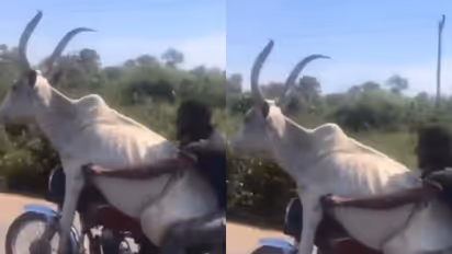 Cow enjoy bike ride 