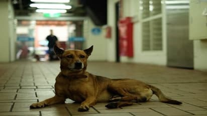 dogs in hospital .jpg