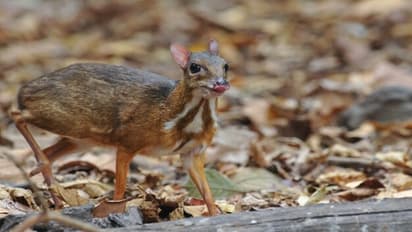 Mouse Deer