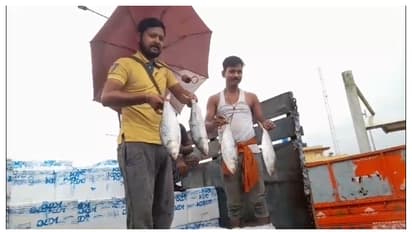 Hilsa is coming from Bangladesh will price decrease this time bsm