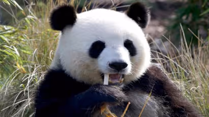 panda