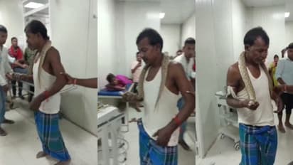 poisonous Russell viper snake 