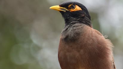 qatar continues to control invasive myna bird in the country