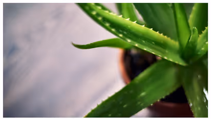 aloe vera