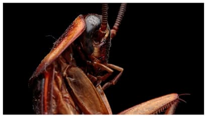 cockroach