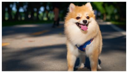 pomeranian