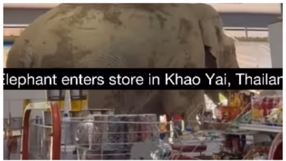 wild elephant entered the shop in Thailand