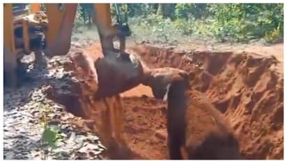 elephant cub thanks to loader arm of JCB rescued from the pit