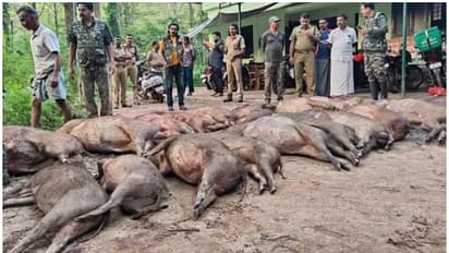 wild boars killed