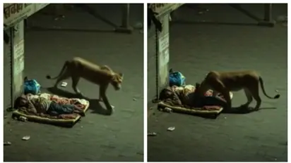  lion sniffing a man who laid in gujarat street
