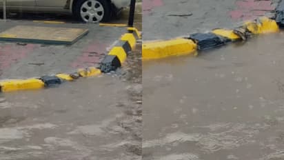 phython found in drain water