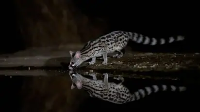 civet cats