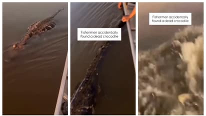 Crocodile found in river