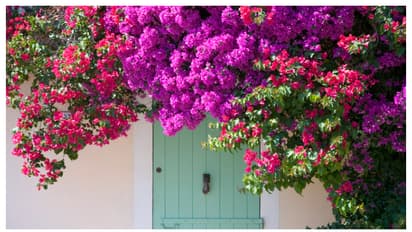Bougainvillea