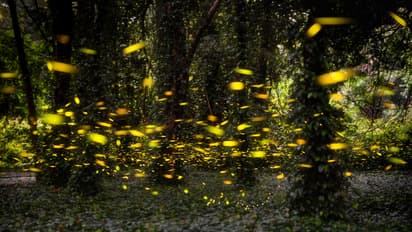 Fireflies Light Up