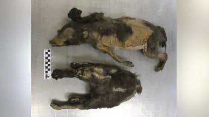 mummified animal carcasses