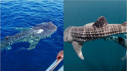 whale shark