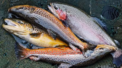 rainbow trout