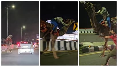 Drunk man riding camel on Hyderabad highway