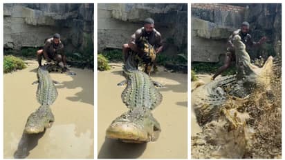 man try to grab crocodiles tail
