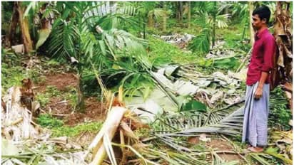 wild elephant attack