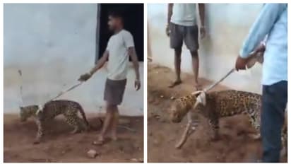 Sick Leopard Paraded On Leash in rajasthan