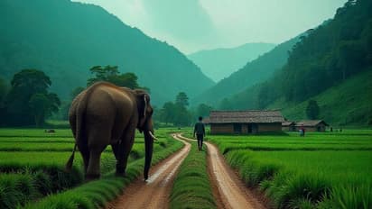 karnataka-human-wildlife-conflict-elephant-village
