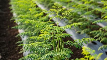 moringa farming business