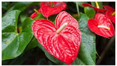 Anthurium