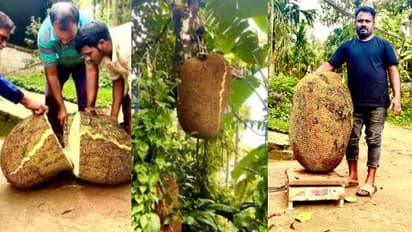heaviest jackfruit wayanad 73 kilo