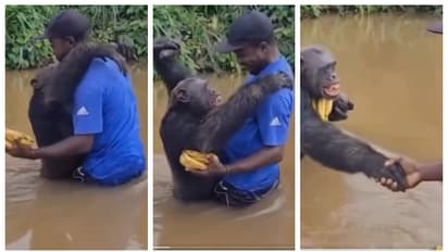 Chimpanzee hugged the person who saved it years ago