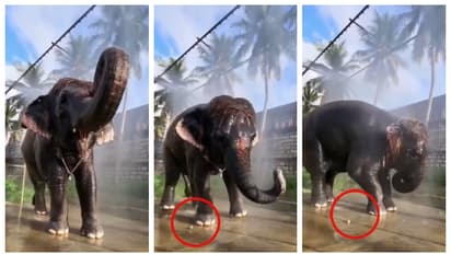 baby elephant scared a frog in mid bath time