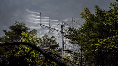 In a Swiss pine forest, the treetops are being sprayed with mist