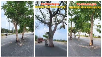 trees still stand in milddle of Bihars 100 Crore road