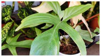 Philodendron Florida Ghost