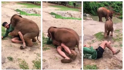 Elephant cub play with caregiver