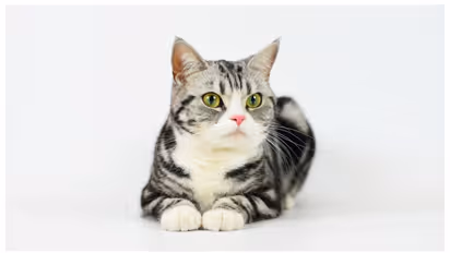 Cat  (Representational Image/Getty)