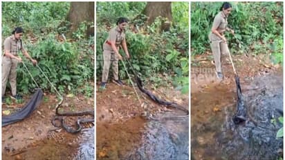 snake catcher king cobra