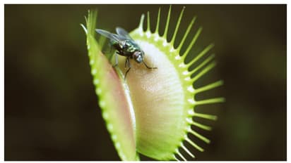 Venus Flytrap