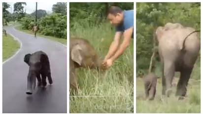 forest officers help Elephant cub to find his separated mother in Kaziranga National Park