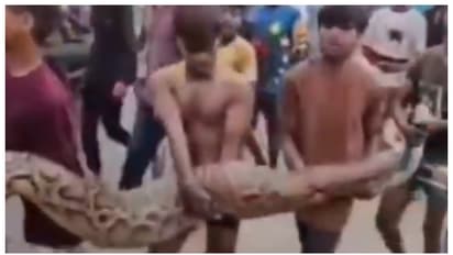 Kids Carry 15-Foot-Long Python