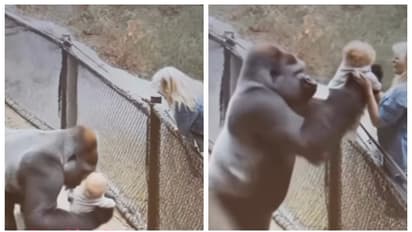 gorilla picking up the child who fell in his cage and hand over to mother