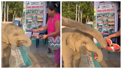 shop owner give watermelon to elephant