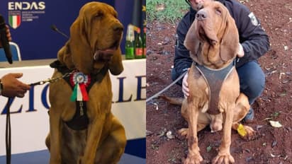 italian police dog bruno